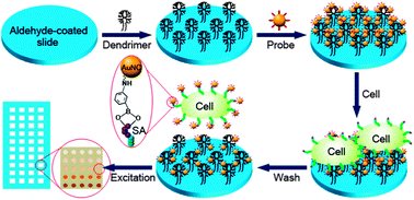 Graphical abstract: In situ tracing of cell surface sialic acid by chemoselective recognition to unload gold nanocluster probe from density tunable dendrimeric array