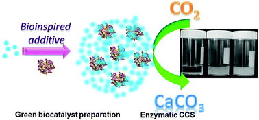 Graphical abstract: CO2 sequestration by enzyme immobilized onto bioinspired silica