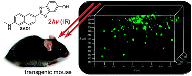 Graphical abstract: A two-photon fluorescent probe for amyloid-β plaques in living mice
