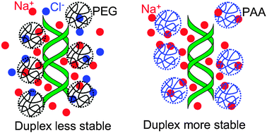 Graphical abstract: DNA duplex stabilization in crowded polyanion solutions