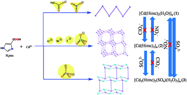Graphical abstract: Anion-dependent assembly and solvent-mediated structural transformations of three Cd(ii) coordination polymers based on 1H-imidazole-4-carboxylic acid