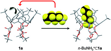 Graphical abstract: Picturing the induced fit of calix[5]arenes upon n-alkylammonium cation binding
