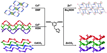 Graphical abstract: Structural diversity in imidazole and carboxylate-containing metal complexes dependent on the alkaline reagents