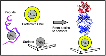 Graphical abstract: Silver cluster–biomolecule hybrids: from basics towards sensors