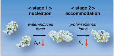 Graphical abstract: Atomic-level investigations on the amyloid-β dimerization process and its driving forces in water