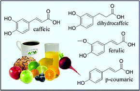 Graphical abstract: On the peroxyl scavenging activity of hydroxycinnamic acid derivatives: mechanisms, kinetics, and importance of the acid–base equilibrium