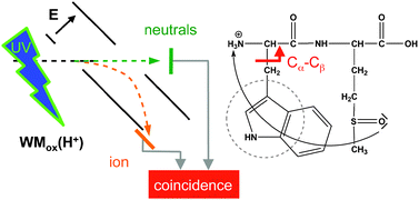 Graphical abstract: Cα–Cβ chromophore bond dissociation in protonated tyrosine-methionine, methionine-tyrosine, tryptophan-methionine, methionine-tryptophan and their sulfoxide analogs