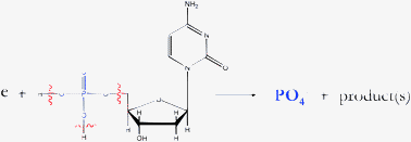 Graphical abstract: Low energy electron attachment to the nucleotide deoxycytidine monophosphate: direct evidence for the molecular mechanisms of electron-induced DNA strand breaks