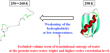 Graphical abstract: Physical origin of hydrophobicity studied in terms of cold denaturation of proteins: comparison between water and simple fluids