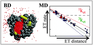 Graphical abstract: Interfacial hydration, dynamics and electron transfer: multi-scale ET modeling of the transient [myoglobin, cytochrome b5] complex