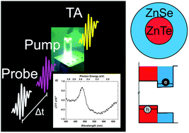 Graphical abstract: Ultrafast exciton dynamics in Type II ZnTe–ZnSe colloidal quantum dots