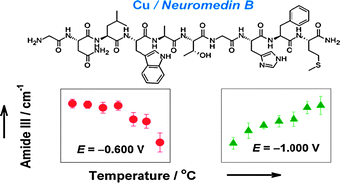 Graphical abstract: Effect of potential on temperature-dependent SERS spectra of neuromedin B on Cu electrode