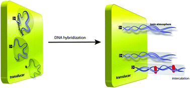 Graphical abstract: Understanding properties of electrified interfaces as a prerequisite for label-free DNA hybridization detection