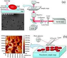 Graphical abstract: Mechanical characteristics of human red blood cell membrane change due to C60 nanoparticle infiltration