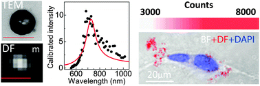 Graphical abstract: Hyperspectral darkfield microscopy of single hollow gold nanoparticles for biomedical applications