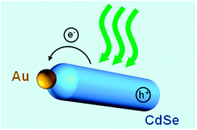 Graphical abstract: Ultrafast dynamics and single particle spectroscopy of Au–CdSe nanorods