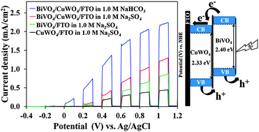 Graphical abstract: BiVO4/CuWO4 heterojunction photoanodes for efficient solar driven water oxidation