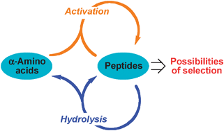 Graphical abstract: Pathways for the formation and evolution of peptides in prebiotic environments
