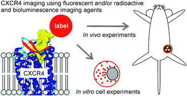 Graphical abstract: Imaging agents for the chemokine receptor 4 (CXCR4)