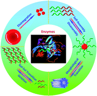 Graphical abstract: Enzyme-responsive polymeric assemblies, nanoparticles and hydrogels