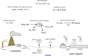 Graphical abstract: Reactive halogen chemistry in the troposphere