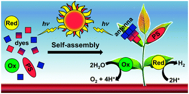 Graphical abstract: Powering the future of molecular artificial photosynthesis with light-harvesting metallosupramolecular dye assemblies