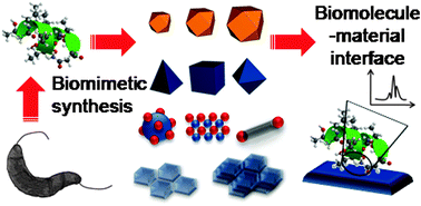 Graphical abstract: Biomolecular specificity controlled nanomaterial synthesis
