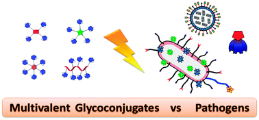Graphical abstract: Multivalent glycoconjugates as anti-pathogenic agents