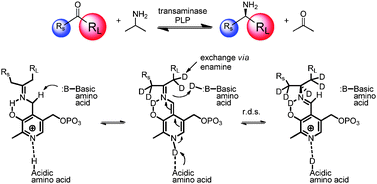 Graphical abstract: Asymmetric, biocatalytic labeled compound synthesis using transaminases