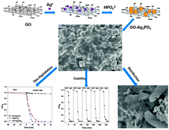 Graphical abstract: Graphene oxide enwrapped Ag3PO4 composite: towards a highly efficient and stable visible-light-induced photocatalyst for water purification