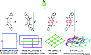 Graphical abstract: Construction of 0D to 3D cadmium complexes from different pyridyl diimide ligands