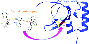 Graphical abstract: Cytotoxic gold compounds: synthesis, biological characterization and investigation of their inhibition properties of the zinc finger protein PARP-1