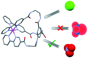 Graphical abstract: Ruthenium cryptates with an unusual selectivity for nitrate