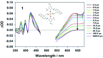 Graphical abstract: Photophysical properties of MM quadruply bonded complexes (M = Mo, W) supported by carboxylate ligands: charge delocalization and dynamics in S1 and T1 states