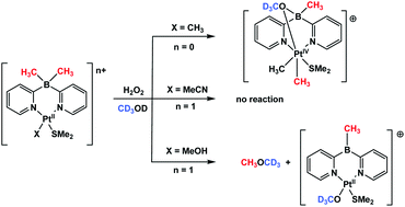 Graphical abstract: Oxidation of dimethyldi(2-pyridyl)borato PtIIMen complexes, n = 1, 0, with H2O2: tandem B-to-Pt methyl group migration and formation of C–O bond