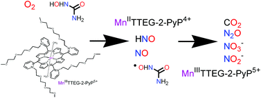 Graphical abstract: Detailed mechanism of the autoxidation of N-hydroxyurea catalyzed by a superoxide dismutase mimic Mn(iii) porphyrin: formation of the nitrosylated Mn(ii) porphyrin as an intermediate