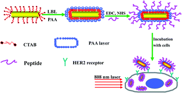 Graphical abstract: Selective photothermal therapy for breast cancer with targeting peptide modified gold nanorods