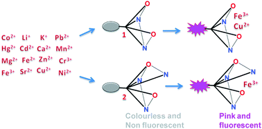 Graphical abstract: Incorporation of triazole into a quinoline-rhodamine conjugate imparts iron(iii) selective complexation permitting detection at nanomolar levels