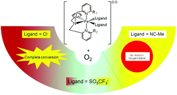 Graphical abstract: Structural bases of oxygen-sensitivity in Fe(ii) complexes with tripodal ligands. Steric effects, Lewis acidity and the role of ancillary ligands