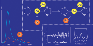 Graphical abstract: Bromide ion binding by a dinuclear gold(i) N-heterocyclic carbene complex: a spectrofluorescence and X-ray absorption spectroscopic study