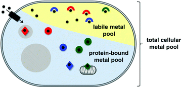 Graphical abstract: Tools to study distinct metal pools in biology