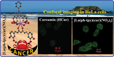 Graphical abstract: Enhancing the photocytotoxic potential of curcumin on terpyridyl lanthanide(iii) complex formation