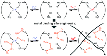 Graphical abstract: Tuning the metal binding site specificity of a fluorescent sensor protein: from copper to zinc and back