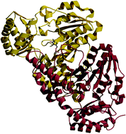 Graphical abstract: Crystal structure and functional studies of an unusual l-cysteine desulfurase from Archaeoglobus fulgidus