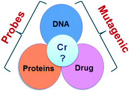 Graphical abstract: Importance of ligand structure in DNA/protein binding, mutagenicity, excision repair and nutritional aspects of chromium(iii) complexes