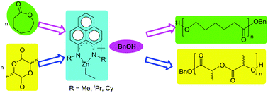Graphical abstract: Substitution effect on phenalenyl backbone in the rate of organozinc catalyzed ROP of cyclic esters