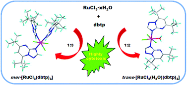 Graphical abstract: Synthesis, characterization and antitumor properties of two highly cytotoxic ruthenium(iii) complexes with bulky triazolopyrimidine ligands