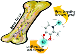 Graphical abstract: In vitro studies of lanthanide complexes for the treatment of osteoporosis
