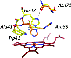 Graphical abstract: Probing the conformational mobility of the active site of a heme peroxidase