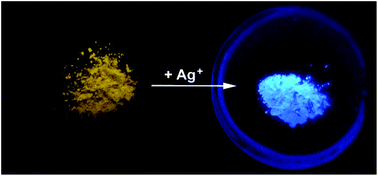 Graphical abstract: Luminescent gold–silver complexes derived from neutral bis(perfluoroaryl)diphosphine gold(i) precursors